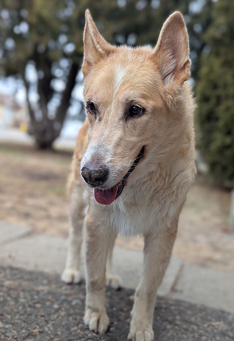 Annie @ Local Dog Rescue