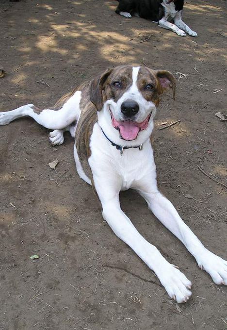 Kenny @ Local Dog Rescue