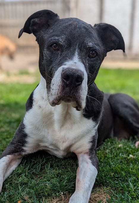 Link @ Local Dog Rescue