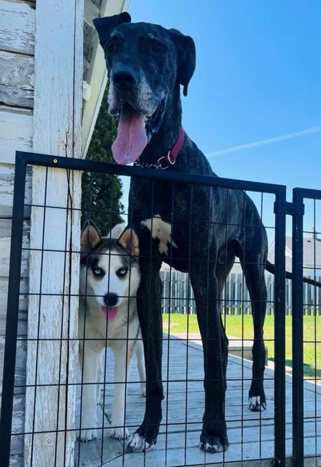 Rocky & Eva @ Local Dog Rescue